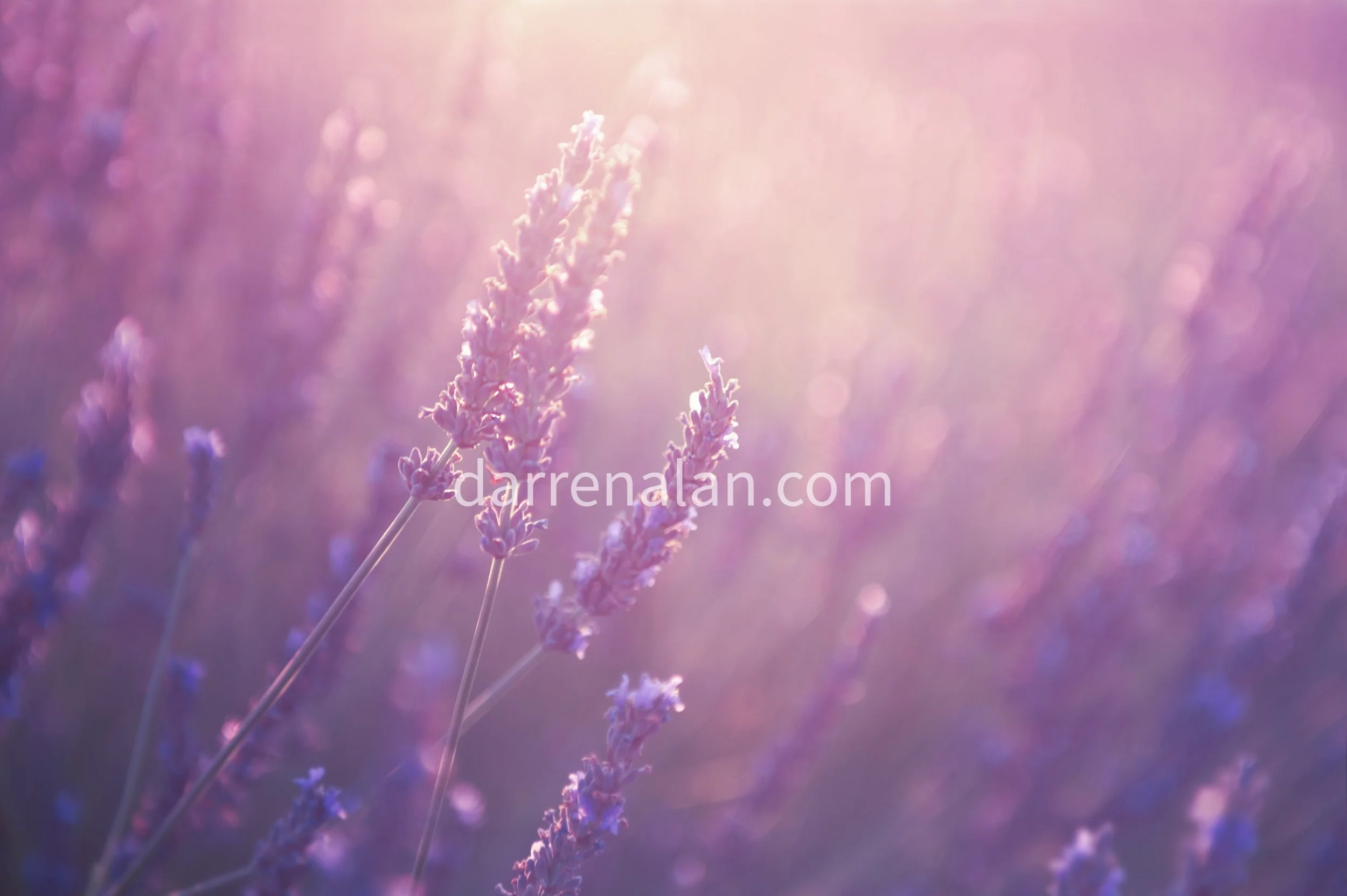 Linalool Natural Isolate — Darren Alan Perfumes